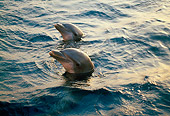 MAM 03 TL0016 01
Head Shot Of Two Bottlenose Dolphins At Sunset Honduras