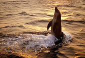 MAM 03 TL0017 01
Silhouette Of Bottlenose Dolphin Tail Walking At Sunset Honduras