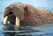 MAM 03 TL0018 01
Head Shot Of Walrus Bull Swimming