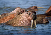 MAM 03 TL0019 01
Head Shot Of Walrus Bull Swimming Among Herd