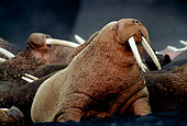 MAM 03 TL0020 01
Walrus Bull Sitting Among Herd