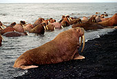 MAM 03 TL0021 01
Walrus Bull Resting On Beach Near Herd In Water