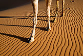 MAM 04 MH0001 01
Close-Up Of Dromedary Camel's Legs Walking On Sand