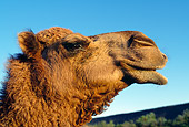 MAM 04 MH0002 01
Head Shot Of One-Humped Camel Australia