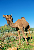 MAM 04 MH0003 01
One-Humped Camel Standing In Desert Australia