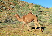 MAM 04 MH0004 01
One-Humped Camel Walking Through Desert Australia