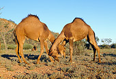 MAM 04 MH0005 01
Two One-Humped Camels Grazing In Desert Australia