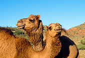 MAM 04 MH0006 01
Close-Up Of Two One-Humped Camels In Desert Australia