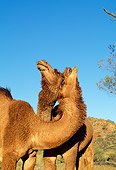 MAM 04 MH0007 01
Two One-Humped Camels In Desert Australia