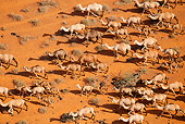 MAM 04 MH0008 01
Aerial View Of One-Humped Camels Walking Through Chalbi Desert, Kenya