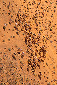 MAM 04 MH0009 01
Aerial View Of One-Humped Camels Walking Through Chalbi Desert, Kenya