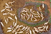 MAM 04 MH0010 01
Aerial View Of Dromedary Camels In Pens, Northern Kenya