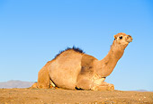 MAM 04 RK0003 14
Dromedary Camel Laying On Dirt