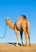 MAM 04 RK0004 23
Dromedary Camel Standing On Dirt Blue Sky