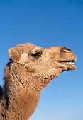 MAM 04 RK0010 12
Head Shot Of Dromedary Camel Looking At Camera Blue Sky
