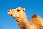 MAM 04 RK0013 04
Head Shot Of Dromedary Camel