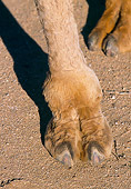 MAM 04 RK0015 03
Dromedary Camel.