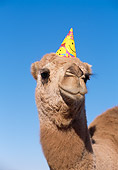 MAM 04 RK0017 15
Dromedary Camel.