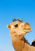 MAM 04 RK0020 02
Head Shot Of Dromedary Camel Wearing Crown