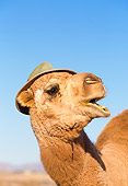 MAM 04 RK0024 03
Head Shot Of Dromedary Camel Wearing Hat