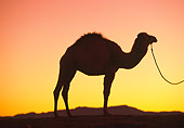 MAM 04 RK0034 20
Silhouette Profile Dromedary Camel On Lead Standing Sunset Background