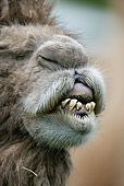 MAM 04 WF0002 01
Close-Up Of Mouth Of Bactrian Camel
