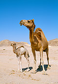 MAM 04 WF0003 01
Arabian Camel Adult And Young Standing In Desert