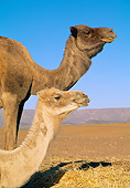 MAM 04 WF0004 01
Portrait Of Two Camels Against Blue Sky Morocco
