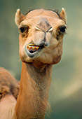 MAM 04 GR0001 01
Humorous Head Shot Of A Dromedary Camel (Camelus Dromedarius)