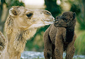 MAM 04 GR0002 01
Close Up Of Dromedary Camel Mother And Baby