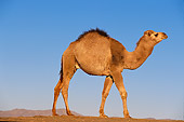 MAM 04 RK0001 02
Dromedary Camel Profile Walking On Sand