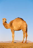 MAM 04 RK0004 01
Dromedary Camel Standing On Dirt Blue Sky