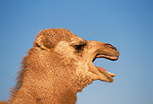 MAM 04 RK0009 04
Humorous Profile Head Shot Of Dromedary Camel Mouth Open Blue Sky