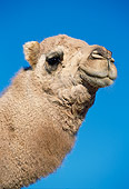 MAM 04 RK0010 04
Head Shot Of Dromedary Camel Looking At Camera Blue Sky