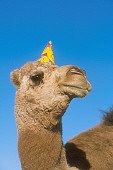 MAM 04 RK0017 13
Dromedary Camel.