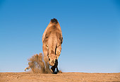 MAM 04 RK0028 36
Dromedary Camel Running Towards Camera On Dirt Blue Sky