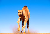 MAM 04 RK0028 39
Dromedary Camel Running Towards Camera On Dirt Blue Sky
