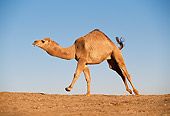 MAM 04 RK0029 05
Dromedary Camel Running Blue Sky