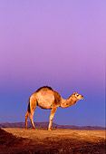 MAM 04 RK0031 03
Profile Of Dromedary Camel Standing On Dirt Purple Sky Background