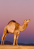 MAM 04 RK0031 18
Profile Of Dromedary Camel Standing On Dirt Purple Sky Background