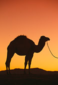 MAM 04 RK0034 33
Silhouette Profile Dromedary Camel On Lead Standing Sunset Background