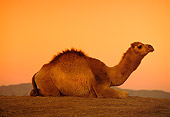 MAM 04 RK0040 01
Profile Of Dromedary Camel Sitting On Dirt Sunset Background
