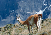 MAM 05 BA0001 01
Llama Standing In Field By Rocky Cliffs