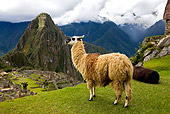 MAM 05 GL0001 01
Llama Standing On Grassy Cliff Above Machu Picchu Peru