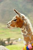 MAM 05 JE0001 01
Head Shot Of Llama In Peru