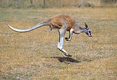 MAM 06 GL0001 01
Red Kangaroo Hopping On Plains