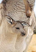 MAM 06 GL0002 01
Close-Up Of Eastern Grey Kangaroo Joey In Mother's Pouch
