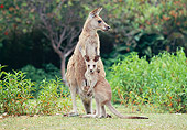 MAM 06 GL0003 01
Eastern Grey Kangaroo Standing On Grass With Joey