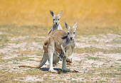 MAM 06 GL0004 01
Two Red Kangaroos And Joey Standing On Grass