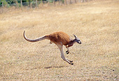 MAM 06 GL0005 01
Red Kangaroo Hopping Through Field